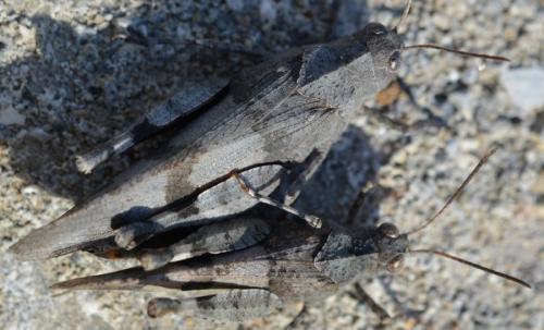 Oedipoda caerulescens caerulescens